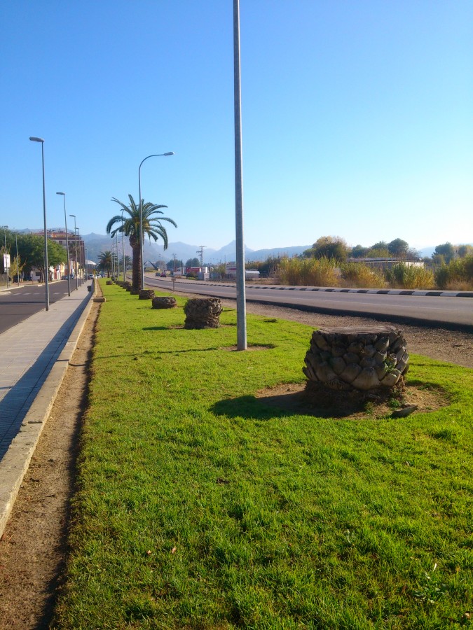 Palmeres 2