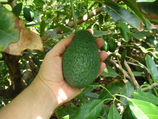 aguacate