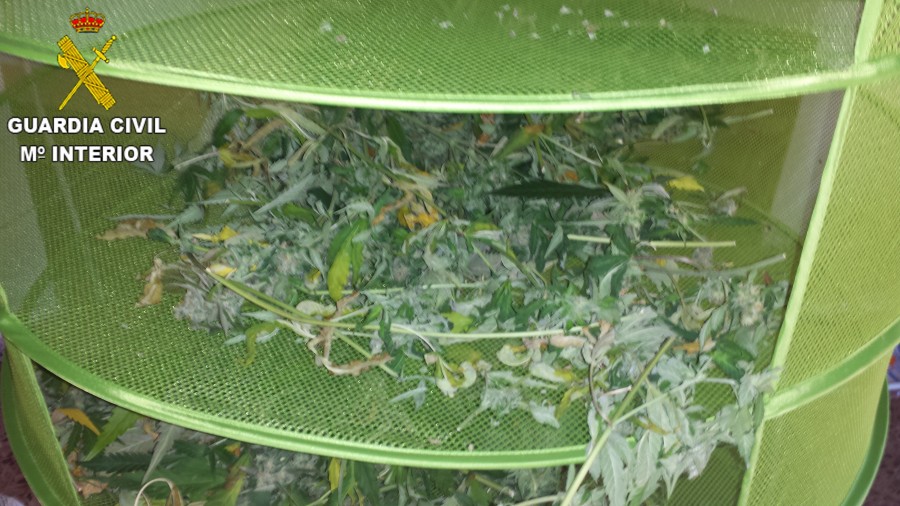 DETALLE MARIHUANA EN FASE DE SECADO
