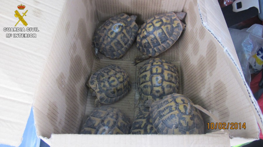 FOTO 2 TORTUGAS