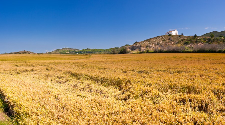 campos de arroz-14