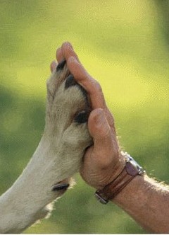 respeto animal 1
