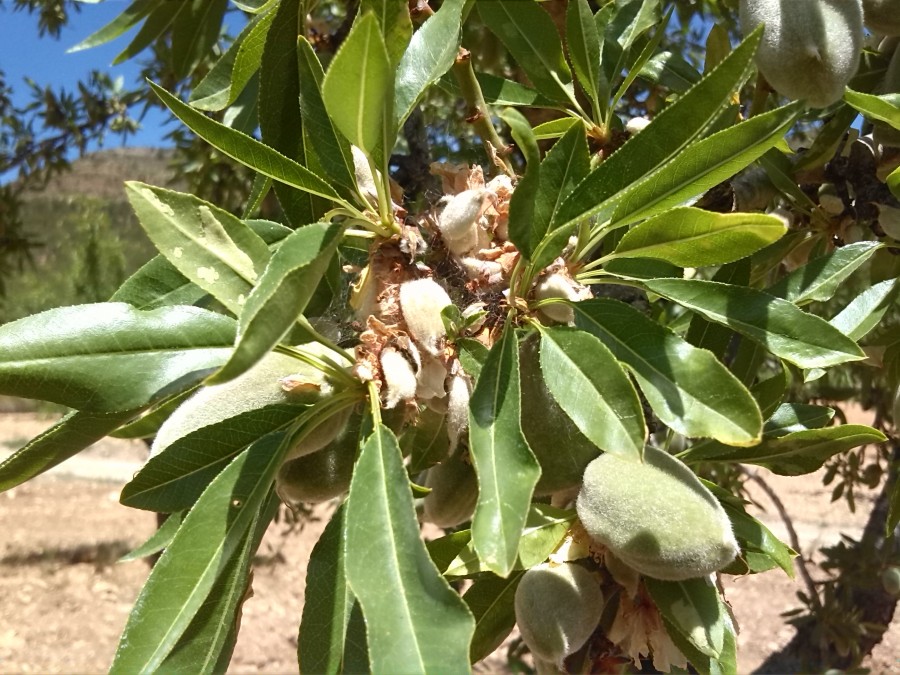 Almendras secas