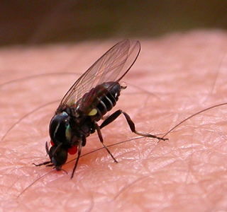 Mosca-negra